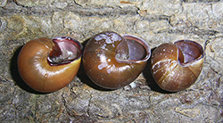 Cepaea hortensis. Фото 240