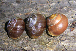 Cepaea hortensis. Фото 242
