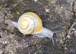 Cepaea hortensis. Berezhany, Ternopil region, 2025. Фото 269