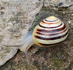 Cepaea hortensis. Berezhany, Ternopil region, 2025. Фото 271