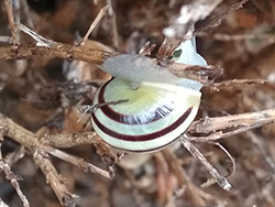 Cepaea hortensis. Berezhany, Ternopil region, 2025. Фото 275