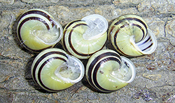 Cepaea hortensis. Berezhany, Ternopil region, 2025. Фото 277