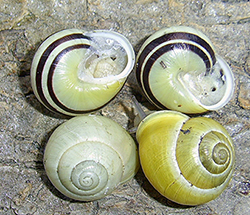 Cepaea hortensis. Berezhany, Ternopil region, 2025. Фото 279