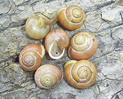 Cepaea hortensis. Ternopil city, Ternopil region, 2025 Фото 281