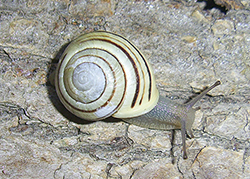 Cepaea hortensis. Фото 160