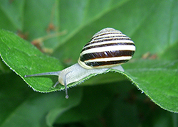Cepaea hortensis. Фото 162