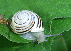 Cepaea hortensis. Фото 164