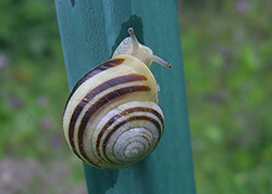 Cepaea hortensis. Фото 168