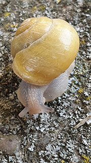 Cepaea hortensis. Фото 170