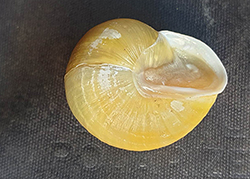 Cepaea hortensis. Фото 172