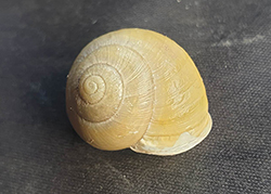 Cepaea hortensis. Фото 174