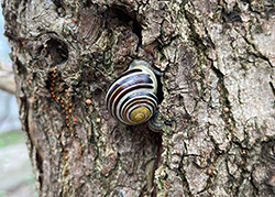 Cepaea hortensis. Фото 176