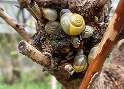 Cepaea hortensis. Фото 178