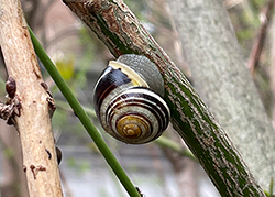 Cepaea hortensis. Фото 180