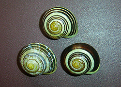Cepaea hortensis. Фото 142