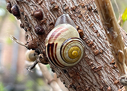 Cepaea hortensis. Фото 182