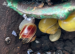 Cepaea hortensis. Фото 184