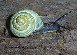 Cepaea hortensis. Фото 186