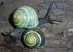 Cepaea hortensis. Фото 188