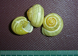 Cepaea hortensis. Фото 190