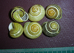 Cepaea hortensis. Фото 192