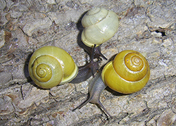 Cepaea hortensis. Фото 194