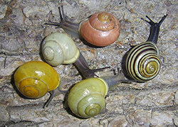 Cepaea hortensis. Фото 195