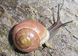 Cepaea hortensis. Фото 197
