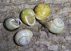 Cepaea hortensis. Фото 199