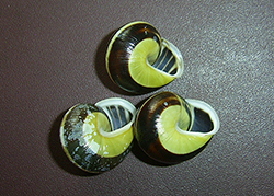 Cepaea hortensis. Фото 144