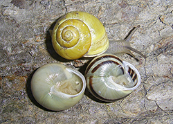 Cepaea hortensis. Фото 201