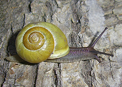 Cepaea hortensis. Фото 203