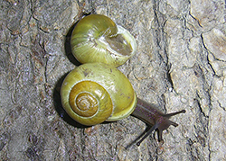 Cepaea hortensis. Фото 205