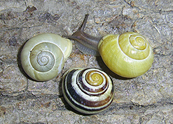 Cepaea hortensis. Фото 206