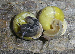 Cepaea hortensis. Фото 208