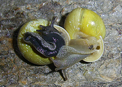 Cepaea hortensis. Фото 210