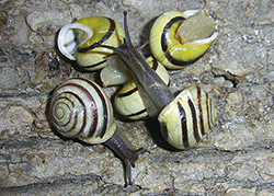 Cepaea hortensis. Фото 212