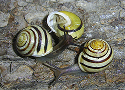 Cepaea hortensis. Фото 214