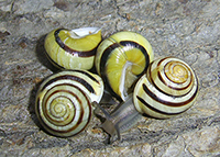 Cepaea hortensis. Фото 216