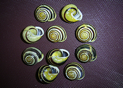Cepaea hortensis. Фото 218