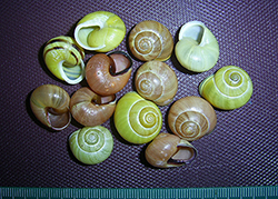 Cepaea hortensis. Фото 146