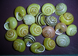 Cepaea hortensis. Фото 220