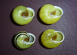 Cepaea hortensis. Фото 222