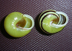 Cepaea hortensis. Фото 224