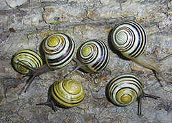 Cepaea hortensis. Фото 148