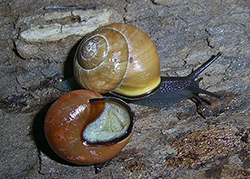 Cepaea hortensis. Фото 150