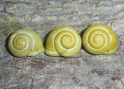 Cepaea hortensis. Фото 152