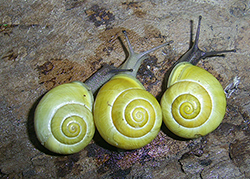 Cepaea hortensis. Фото 154