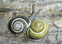 Cepaea hortensis. Фото 156