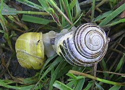 Cepaea hortensis. Фото 158